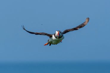 Puffin at Inner Farne Islands