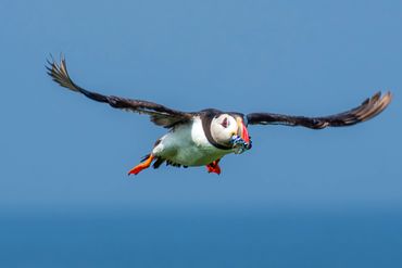 Puffin at Inner Farne Islands