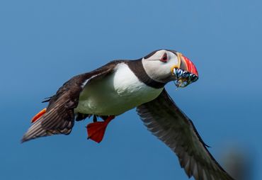 Puffin at Inner Farne Islands