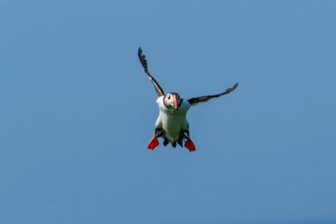 Puffin at Inner Farne Islands