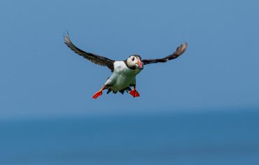 Puffin at Inner Farne Islands