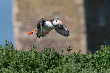Puffin at Inner Farne Islands