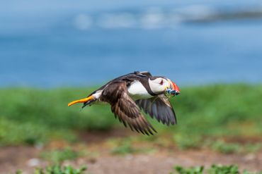 Puffin at Inner Farne Islands