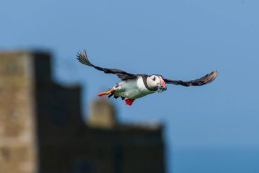 Puffin at Inner Farne Islands