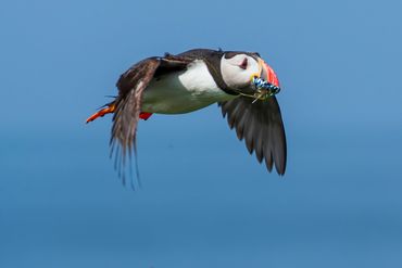 Puffin at Inner Farne Islands