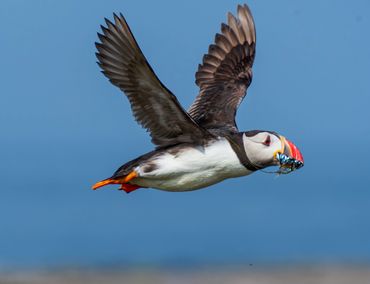 Puffin at Inner Farne Islands