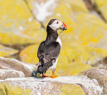 Puffin at Inner Farne Islands