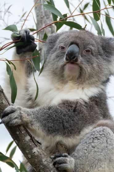 Koala