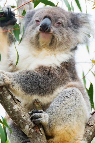 Koala