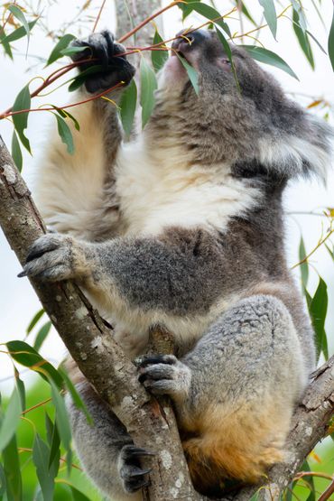 Koala eating bamboo