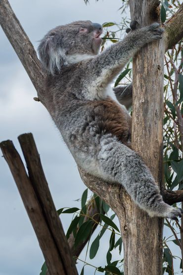 Koala eating bamboo