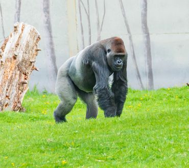 Mountain gorilla