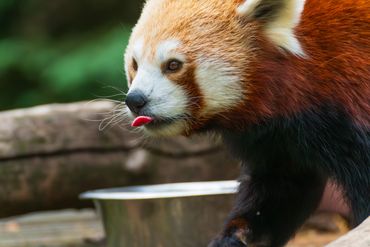 Red Panda