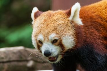 Red Panda