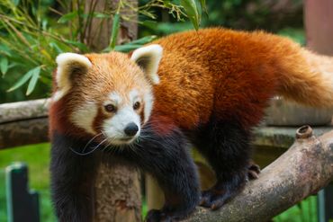 Red Panda
