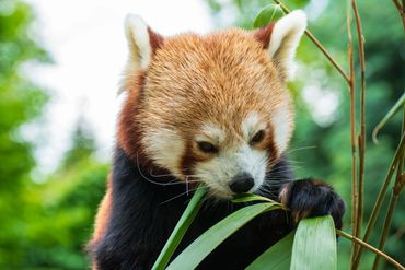 Red Panda eating bamboo