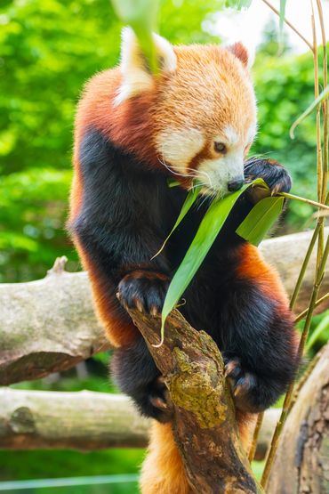Red Panda eating bamboo