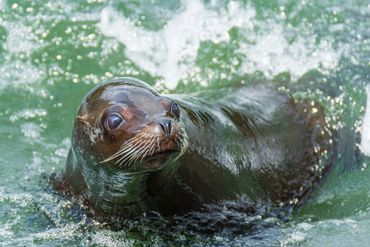 Sealion