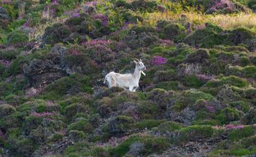 Wild goat, Davaar Island, Scotland
