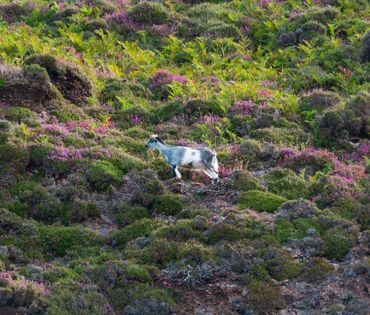 Wild goat, Davaar Island, Scotland