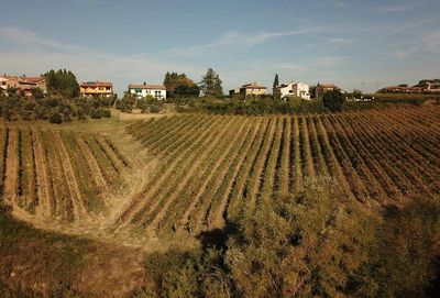 Produzione di vino con 5 ettari di vigne