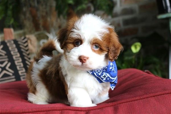 A fluffy puppy with blue eyes and a blue bandana.