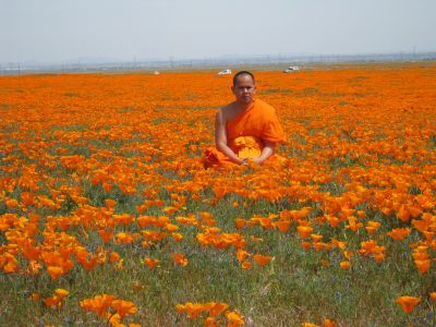Monk meditating in an orange flower field.