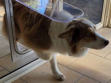 Dog door in glass