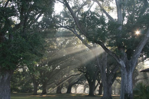 Sunlight beams piercing through a canopy of large trees in City Park, New Orleans.