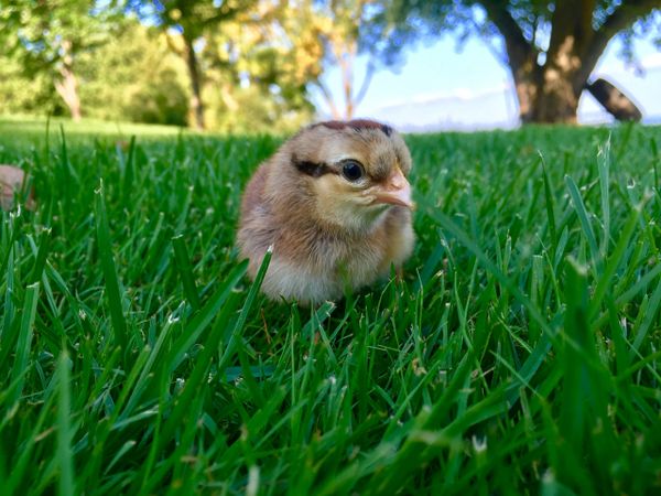 Wick Place Candles and Farm photo 3