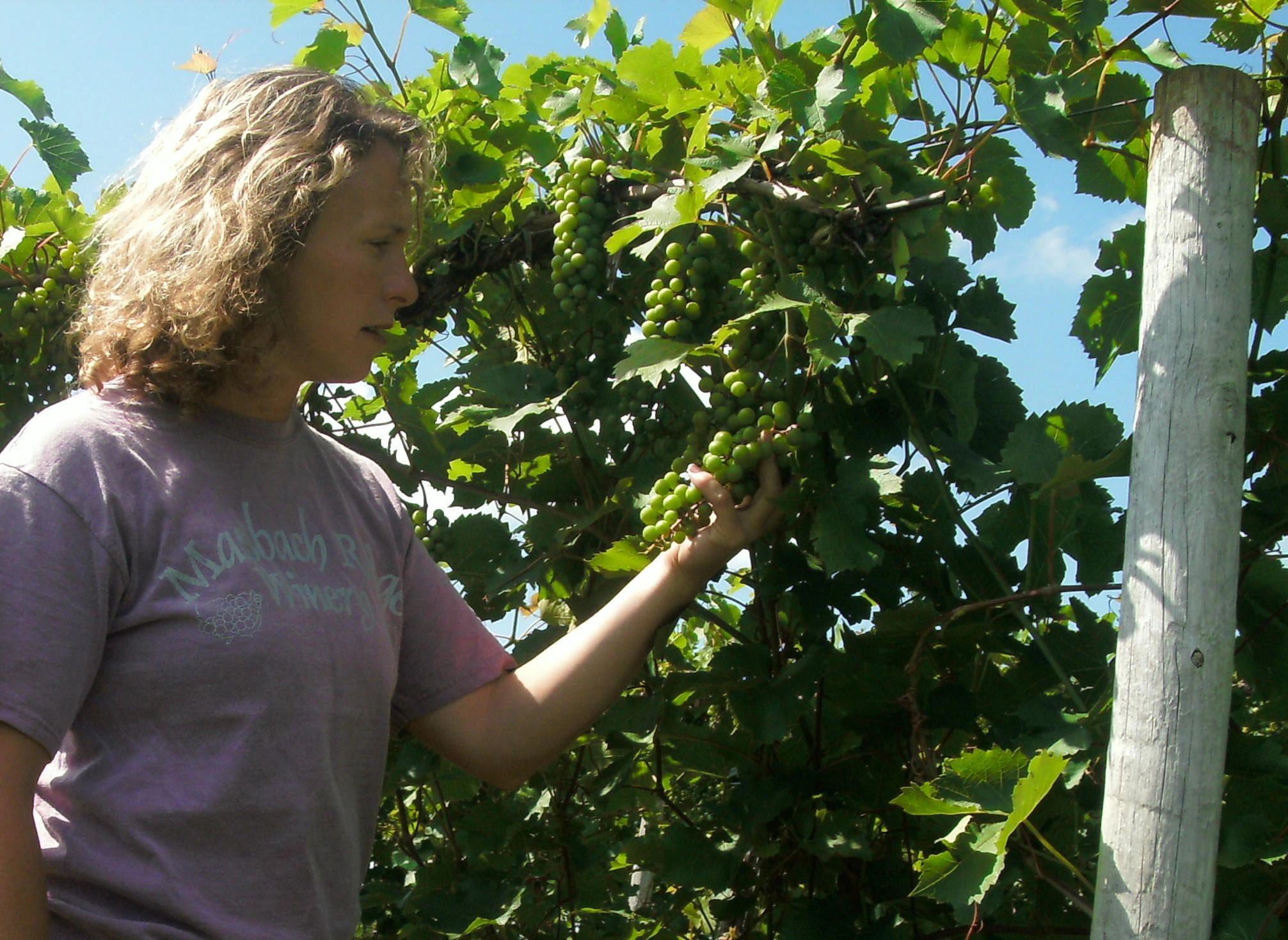 Grapes in Northern Illinois?! YES!