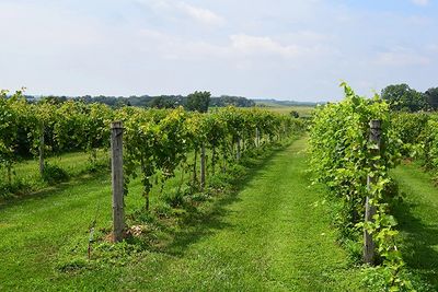 Wine tasting
Enjoy Illinois
Visit Galena
Jo Daviess County
Red wine
sweet wine
Traumen
Berry Sweet