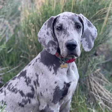 A young Great Dane dog with a merle coat sitting outdoors.