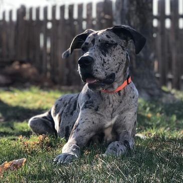 Great Dane dog with a speckled coat resting on grass near a wooden fence.
