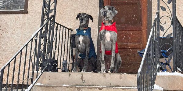 Two large dogs in colorful coats sitting on snowy steps in front of a house.