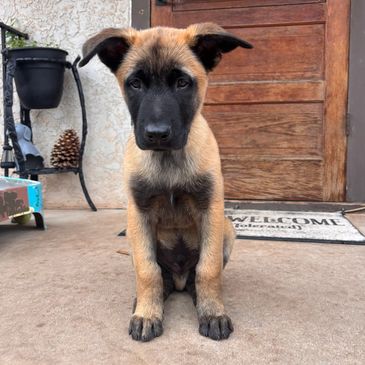 Earth King Boomi was donated to us after he was too nice to be a working line police department dog