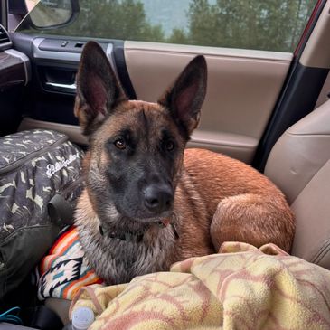 Alert Belgian Malinois dog resting in a car seat surrounded by blankets and bags.