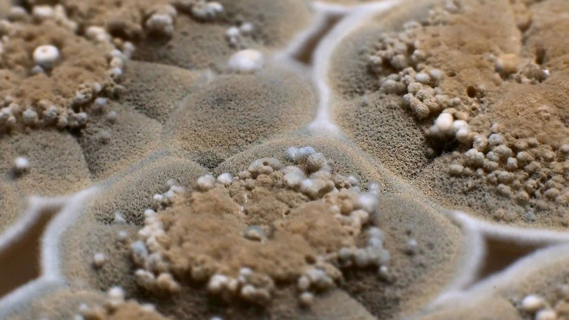 Mold Remediation All American Mold Remediation and Consulting