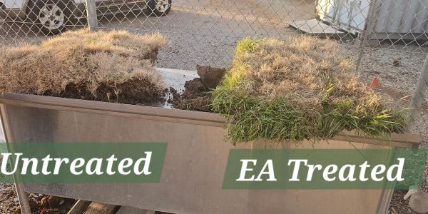 Comparison of untreated and EA treated grass showing healthier growth with treatment.