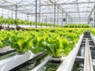 Hydroponic lettuce growing in a greenhouse.