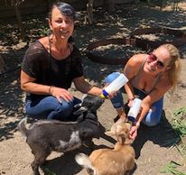 Bottle feeding baby goats 