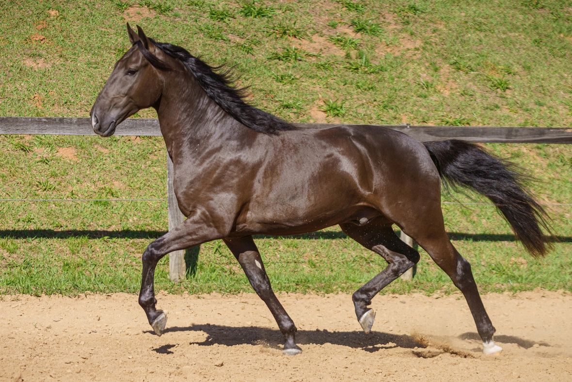 Tiziu Interagro (Photo by Fagner Almeida)