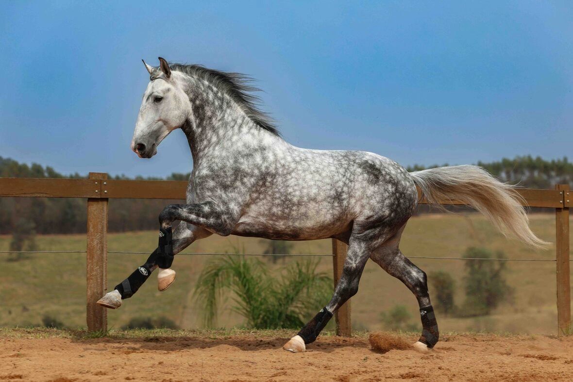 Interagro's Brazilian breeding and training center focuses on preserving the unique Portuguese bloodlines and developing modern Lusitano Sporthorses
