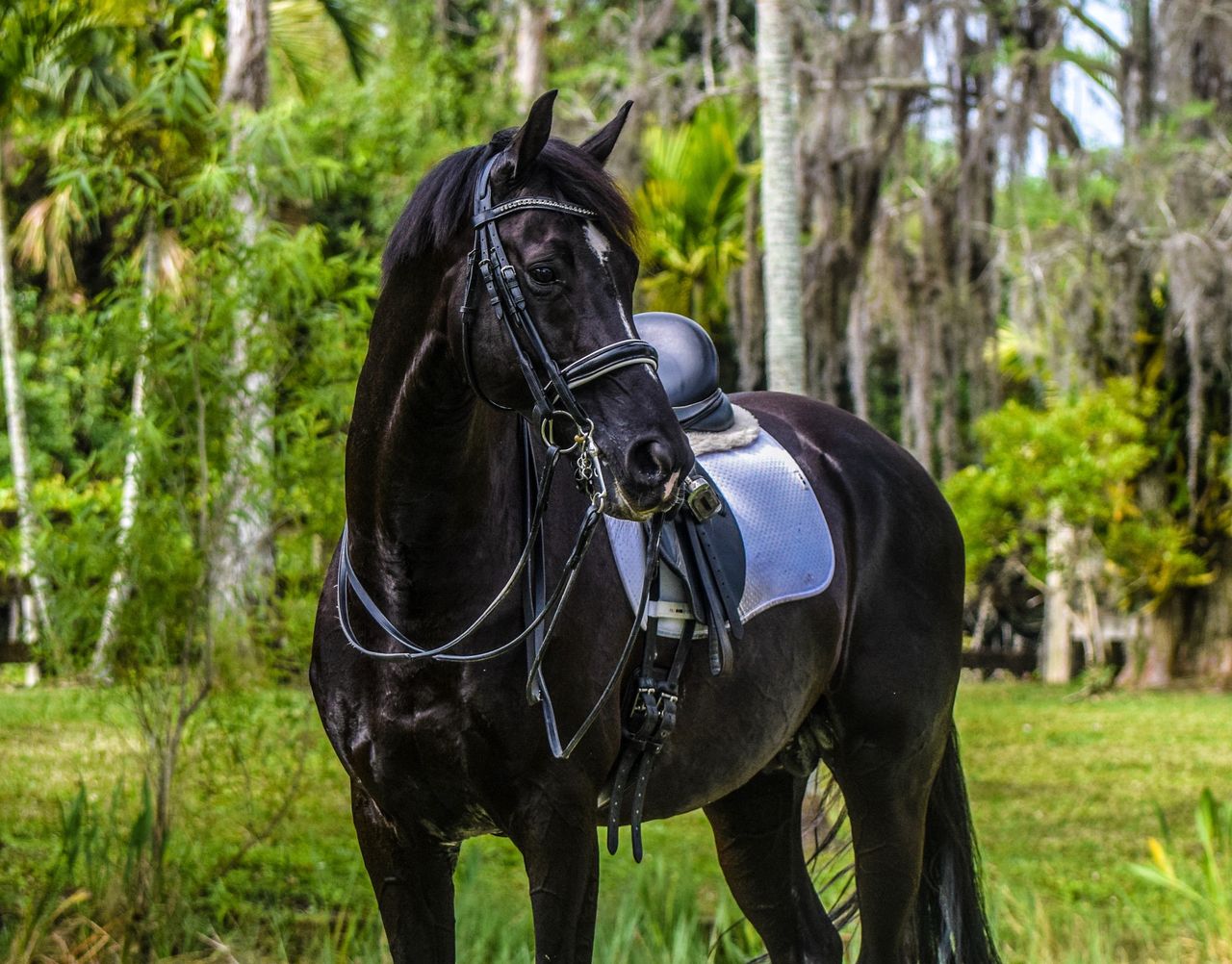 Licensed Kwpn Stallion Dark Pleasure Passed Away