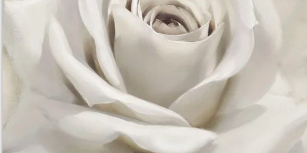 A white rose