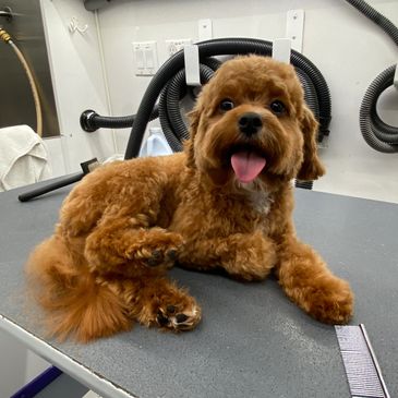 Scotch laying on our grooming table 