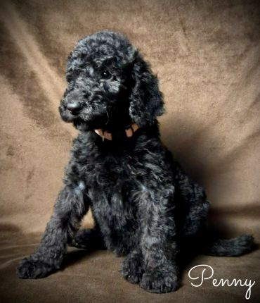 Curly black puppy sitting on a brown surface.