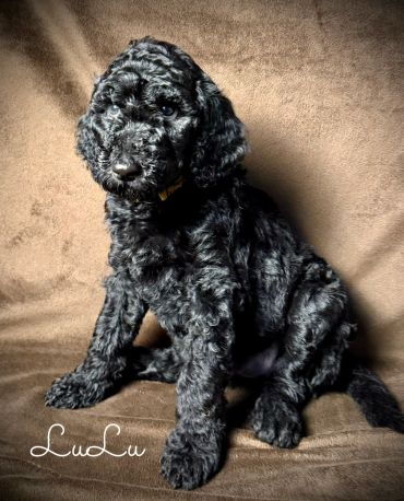 Curly black puppy sitting on a brown blanket.