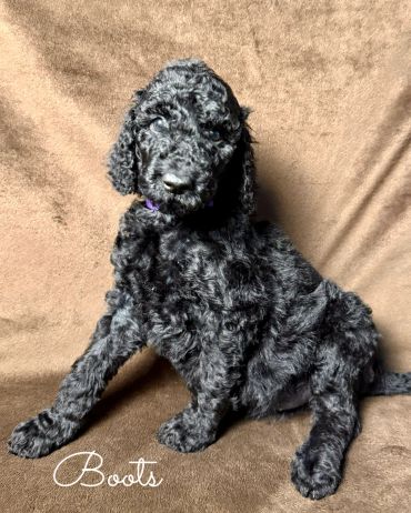 Curly black puppy named Boots sitting on a brown blanket.