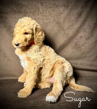 Fluffy golden puppy named Sugar sitting on a brown surface.